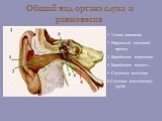 Общий вид органа слуха и равновесия. 1. Ушная раковина 2. Наружный слуховой проход 3. Барабанная перепонка 4. Барабанная полость 5. Слуховые косточки 6.Слуховая (евстахиева) труба