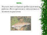 Цель. Изучить многообразие грибов трутовиков района г.Волгореченска и последствия их влияния на растения.