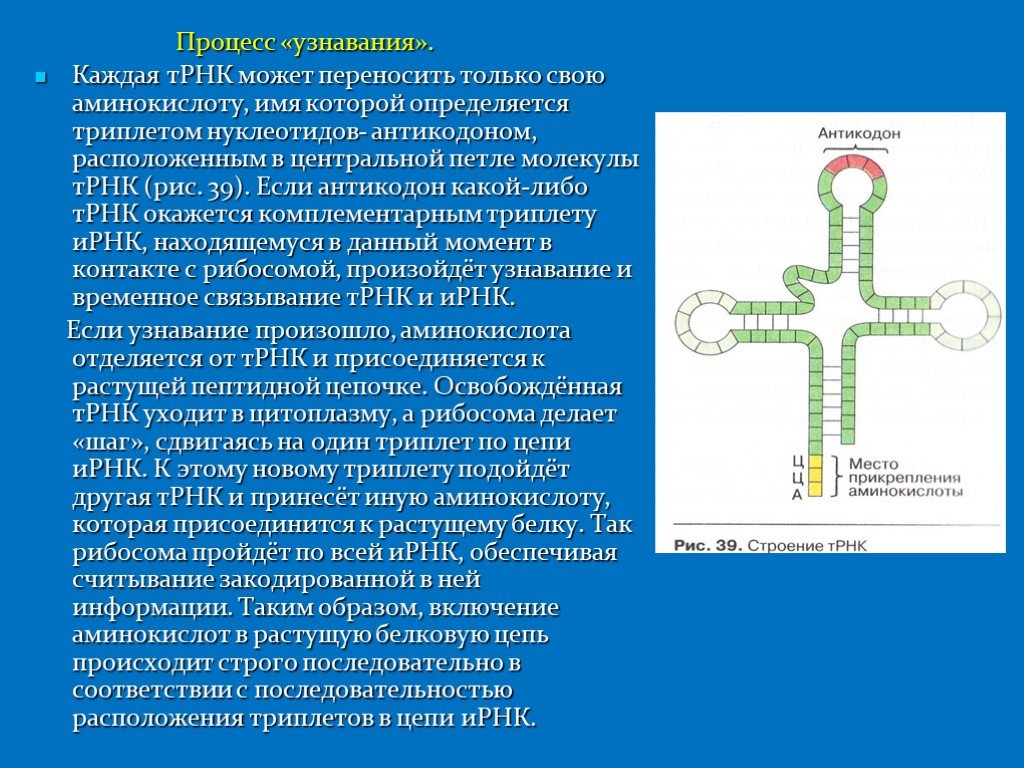 Т рнк это белок. Антикодон ТРНК И Центральная петля. Процесс узнавания аминокислот ТРНК. Триплет т РНК. Антикодон транспортной РНК.