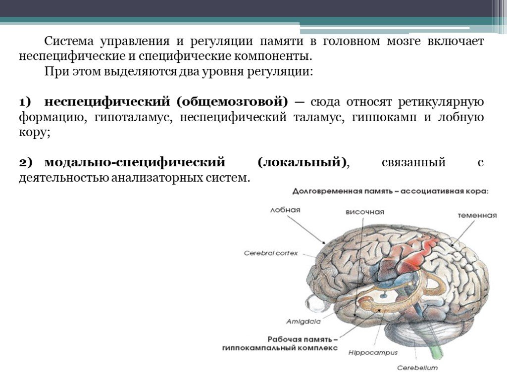 Неспецифические изменения мозга. Уровни регуляции памяти. Физиологические основы памяти в психологии. Механизмы регуляции памяти. Физиологические основы памяти схема.