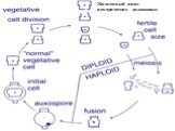 Жизненный цикл центрических диатомовых