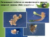 Регенерация побегов из морфогенного каллуса сахарной свеклы (Beta vulgaris L.)