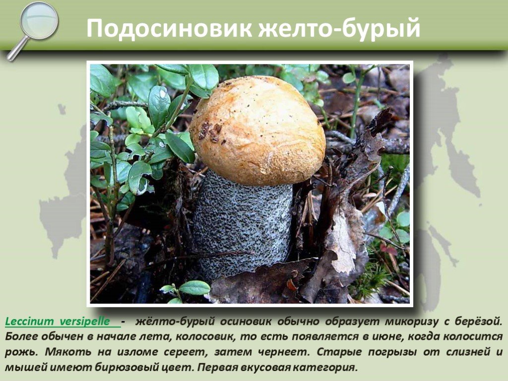 Плесневые грибы образуют микоризу. Микориза подосиновика. Грибы образуют микоризу. Подосиновик жёлто-бурый. Осиновик желто-бурый.