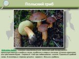 Польский гриб. Xerocomus badius – моховик каштановый или польский гриб. Встречается преимущественно в хвойных лесах, особенно в старых сосняках. Шляпка коричнево- или красновато-бурая. Споровый слой при надавливании синеет. Приятный грибной запах. В некоторых странах ценится наравне с белыми грибами