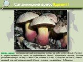 Сатанинский гриб: Ядовит! Boletus satanas – сатанинский гриб, относится к тому же роду, что и белый. Растёт в широколиственных лесах на карбонатных почвах. Неприятно пахнет. Имеет розовато-жёлтую ножку и такой же споровый слой: в юности жёлтый, затем розовый, красный и фиолетовый. Можно спутать со с