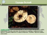 Груздь белый. Lactarius resimus - груздь настоящий один из самых лучших пластинчатых грибов, встречается нечасто, зато там, где имеется его грибница , плодоносит очень обильно. Микоризу образует со старыми берёзами . Спутать с другими грибами невозможно.