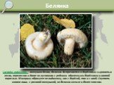 Белянка. Lactarius pubescens - волнушка белая, белянка. Встречается в берёзовых сыроватых лесах, перелесках и даже на луговинах с редкими одиночными берёзками и ивовой порослью. Микоризу образует по-видимому, как с берёзой, так и с ивой. Спутать можно лишь с розовой волнушкой, но белянка мельче и бо