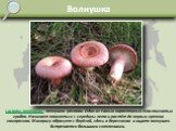Волнушка. Lactarius torminosus - волнушка розовая. Один из самых характерных пластинчатых грибов. Начинает появляться с середины лета и растёт до первых крепких заморозков. Микоризу образует с берёзой, здесь в березняках и ищите волнушек. Встречается большими скоплениями.