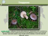 Гладушка. Lactarius trivialis - гладушка, млечник обыкновенный. Встречается как в лиственных, так и в хвойных лесах. В зависимости от места обитания имеет много внешних расовых признаков. Даже в сухую погоду шляпка влажная, в юности покрыта обильной слизью.