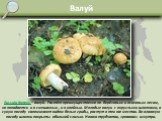 Валуй. Russula foetens – валуй. Растёт преимущественно по берёзовым и осиновым лесам, но попадается и в смешанных , и в хвойных. Молодые валуи с округлыми шляпками, в сухую погоду напоминают видом белые грибы, растут в тех же местах. Во влажную погоду шляпки покрыты обильной слизью. Ножка трубчатая,