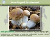 Белый гриб берёзовый. Boletus edulis f. betulicola – эта раса образует микоризу чаще всего с берёзой и реже с осиной. В плодовых телах нежного сладковатого вкуса содержится до 25% белков, микроэлементы, антибиотики и вещества, подавляющие развитие раковых опухолей – антибласты. Любимый гриб наших пр