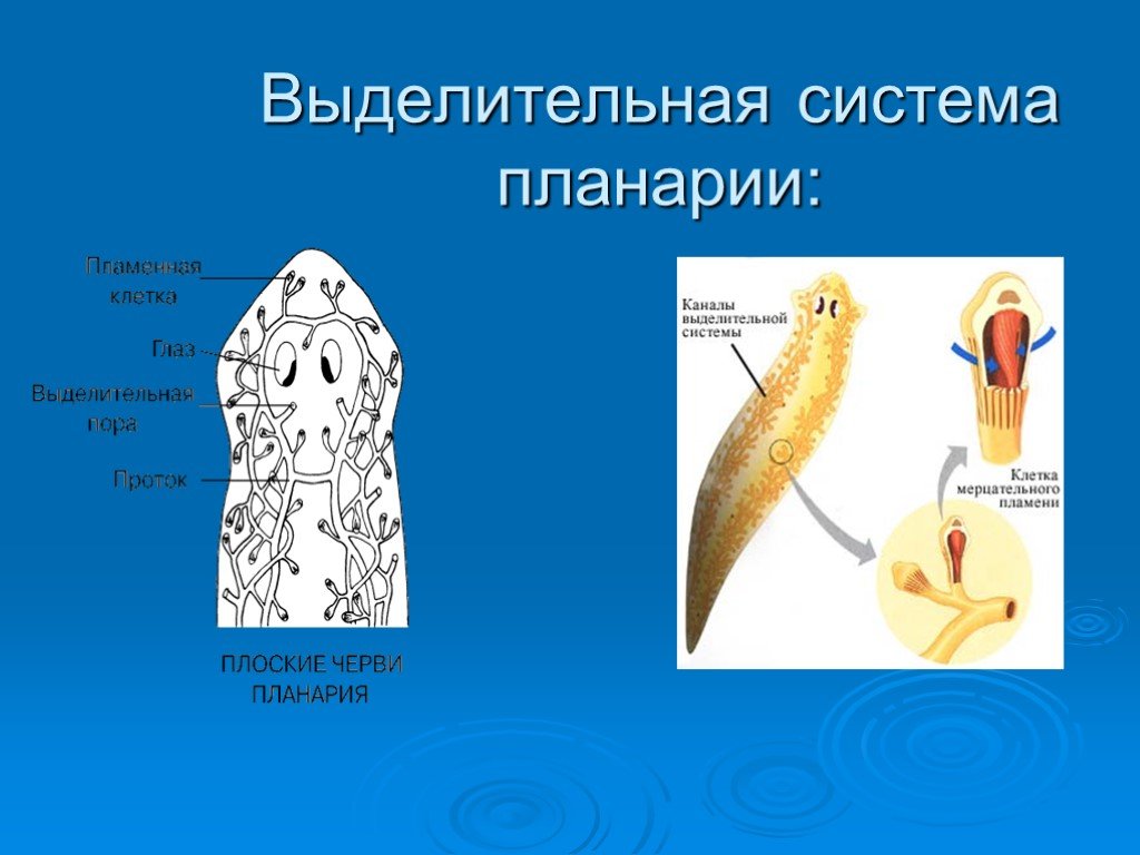 Тип плоские черви презентация 7 класс биология. Схема выделительной системы белой планарии. Белая планария строение выделительной системы. Выделительная система планарии. Выделительная система белой планарии.