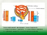 Силы клубочковой фильтрации (силы Старлинга): I – гидростатическое давление, II – онкотическое давление, III – давление жидкости в полости капсулы клубочка