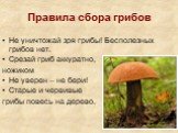 Правила сбора грибов. Не уничтожай зря грибы! Бесполезных грибов нет. Срезай гриб аккуратно, ножиком Не уверен – не бери! Старые и червивые грибы повесь на дерево.