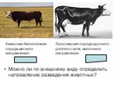 Можно ли по внешнему виду определить направление разведения животных? Казахская белоголовая порода мясного направления. Ярославская порода крупного рогатого скота, молочного направления.