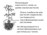 Локализация корончатого галла на шейке корней растений. Опины (необычное для растений соединение) синтезируются трансформированными растениями. Не обнаруживаются в нетрансформированных растительных тканях.