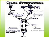 Схема фотосинтеза. Образование органических веществ.