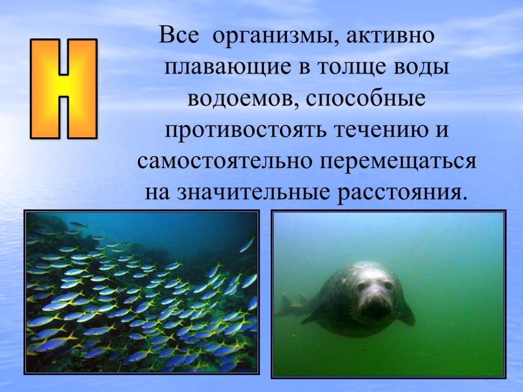 Организмы плавающие в толще воды. В толще воды. Активно плавающие. Рыбы плавающие в толще воды. Плавающие в океане активно организмы.