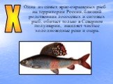 Х. Одна из самых ярко-окрашеных рыб на территории России, близкий родственник лососевых и сиговых рыб, обитает только в Северном полушарии, населяет чистые холодноводные реки и озера.