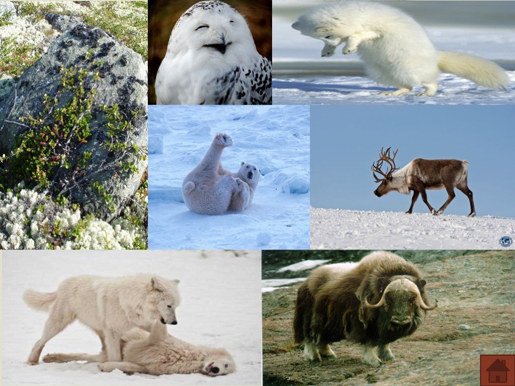 Животный мир северной америки кратко. Животный мир арктической пустыни Северной Америки. Растительный мир тундры Северной Америки. Фауна субарктического пояса. Животные тундры Северной Америки.