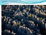 Каменный лес, Мадагаскар Этот поразительный лес из минералов расположен в заповеднике Цинги-де-Бемараха.