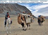 Монголия – стана кочевого скотоводства. Кочевники – скотоводы пасут стада овец и коз, коров, лошадей и двугорбых верблюдов.