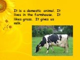 It is a domestic animal. It lives in the farmhouse. It likes grass. It gives us milk.