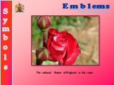 Emblems. The national flower of England is the rose.
