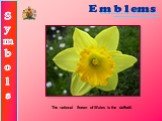 The national flower of Wales is the daffodil.
