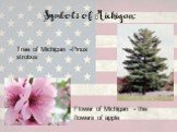 Symbols of Michigan: Tree of Michigan -Pinus strobus. Flower of Michigan - the flowers of apple