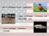 Bird of Michigan-Turdus migratorius. Beast of Michigan - Wolverine and white-tailed deer. Fish of Michigan -Salvelinus fontinalis