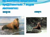 На Камчатке встречаются представители 7 видов ластоногих: морж сивуч