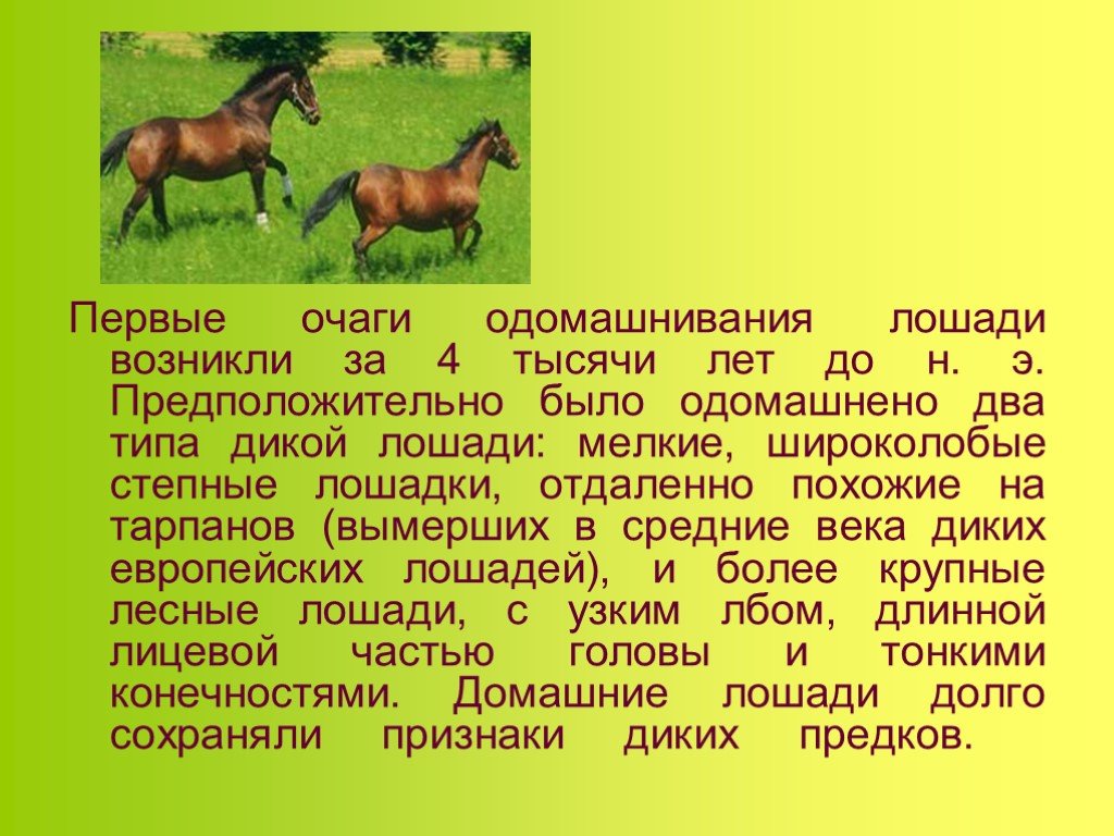 Лошади сообщение 3 класс окружающий. Информация о лошадях. Сообщение о лошади. Лошадь доклад 4 класс. Доклад про лошадь 3 класс окружающий мир.