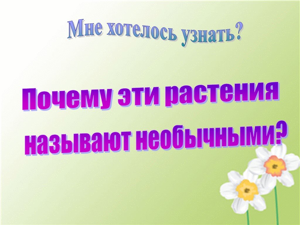 Как удивительный зовут. Почему растения называют удивительными поварами.