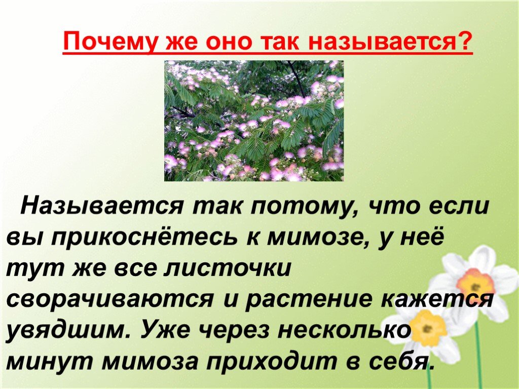 Почему растения так называются. Растения почему их так называют. Почему растение называют растением. Назовите математические растения.