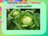 Капуста cabbage [ˈkæbədʒ] қырыққабат