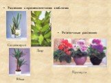 Розеточные растения. Растения с прямостоячими стеблями. Лавр Примула Юкка Сансевиерия