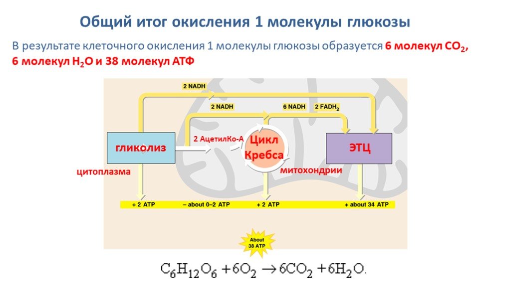 Сколько молекул атф образуется в кислородном этапе. Биологическое окисление цикл Кребса. Гликолиз энергетического обмена схема. Окисление Глюкозы цикл Кребса. Гликолиз и цикл Кребса.