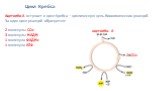 АцетилКо-А вступает в цикл Кребса – циклическую цепь биохимических реакций. За один цикл реакций образуется: 2 молекулы СО2 3 молекулы НАДН 1 молекула ФАДН2 1 молекула АТФ. 2 ацетилКо- А