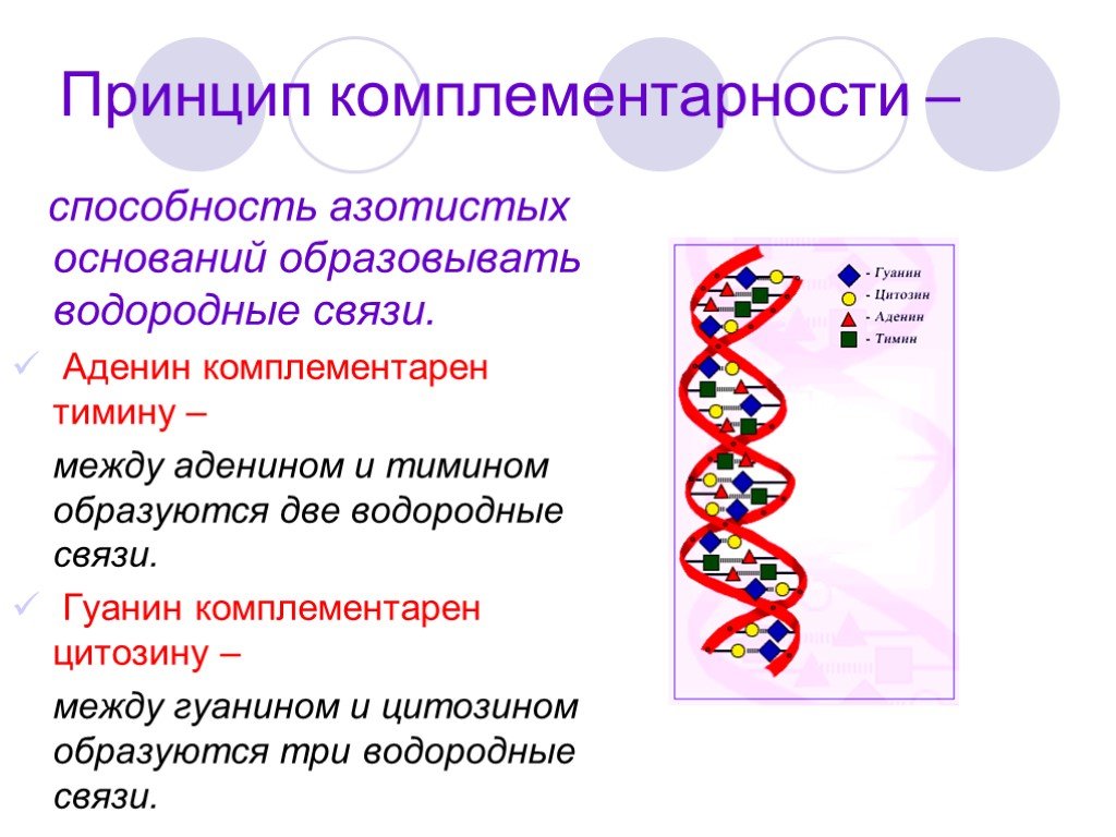 Удваивается молекула днк. Принцип комплементарности нуклеиновых кислот. В молекуле ДНК аденин комплементарен. Комплементарность ДНК И РНК. Аденозин комплементарен.