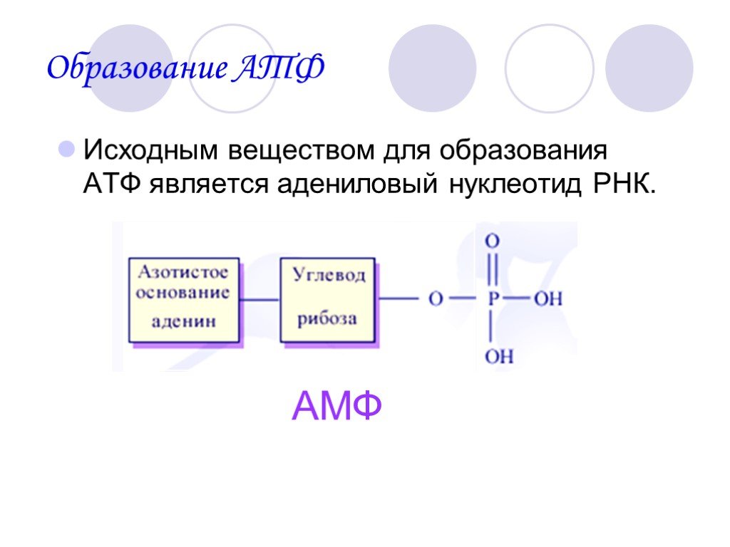 Атф основания. Схема образования АТФ. Образование молекулы АТФ. Механизм образования АТФ. АТФ образуется.