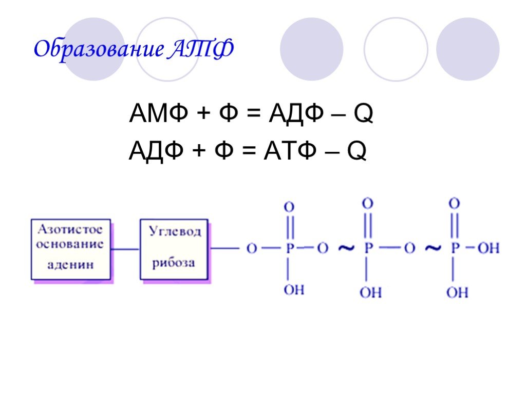 Презентация 10 класс атф и другие органические соединения клетки