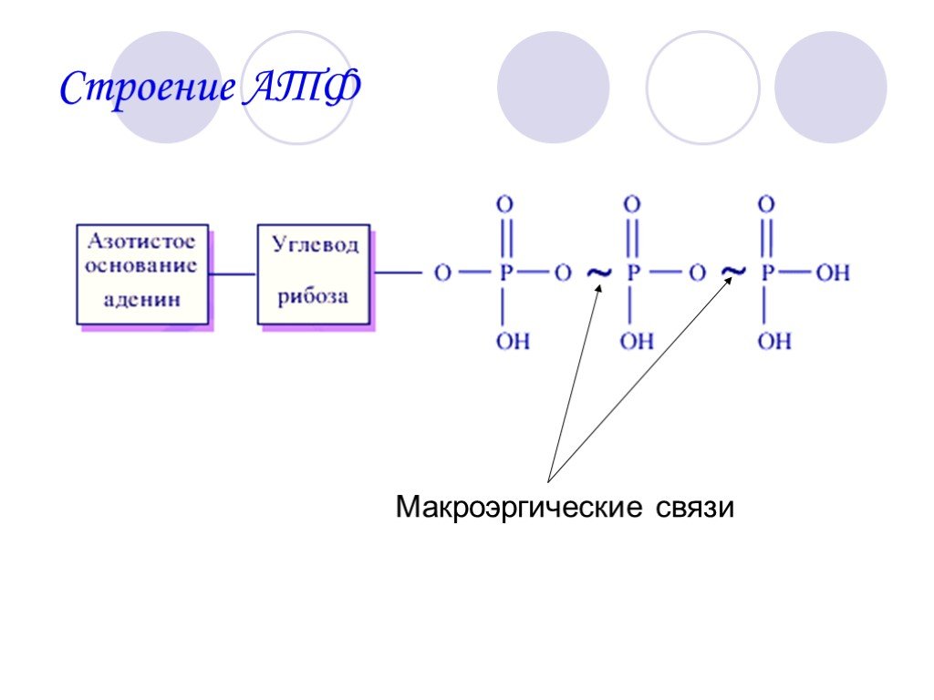 Характерные признаки атф. Схема строения АТФ. Макроэргические связи в АТФ. Строение АТФ биология. Строение АТФ связи.