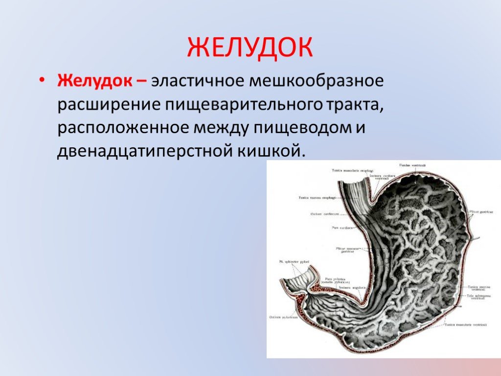 Строение желудка биология. Строение желудка анатомия. Расширение пищеварительного тракта.