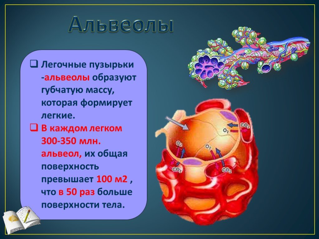 5 легочные пузырьки. Альвеолы это лёгочные пузырьки. Общая поверхность альвеол. Легочные альвеолы образованы. Альвеолы презентация.