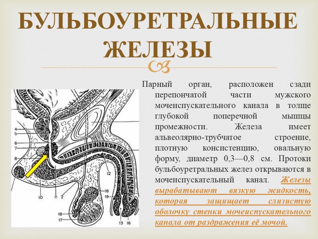 Мужской врач по половым органам как называется. Бульбоуретральная железа анатомия. Бульбоуретральная железа анатомия строение. Бульбоуретральные железы у мужчин анатомия.