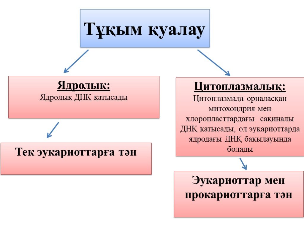 Презентация адам генетикасы