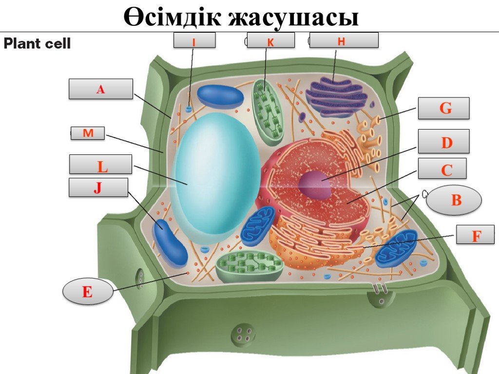 Жасушаның құрылысы фото