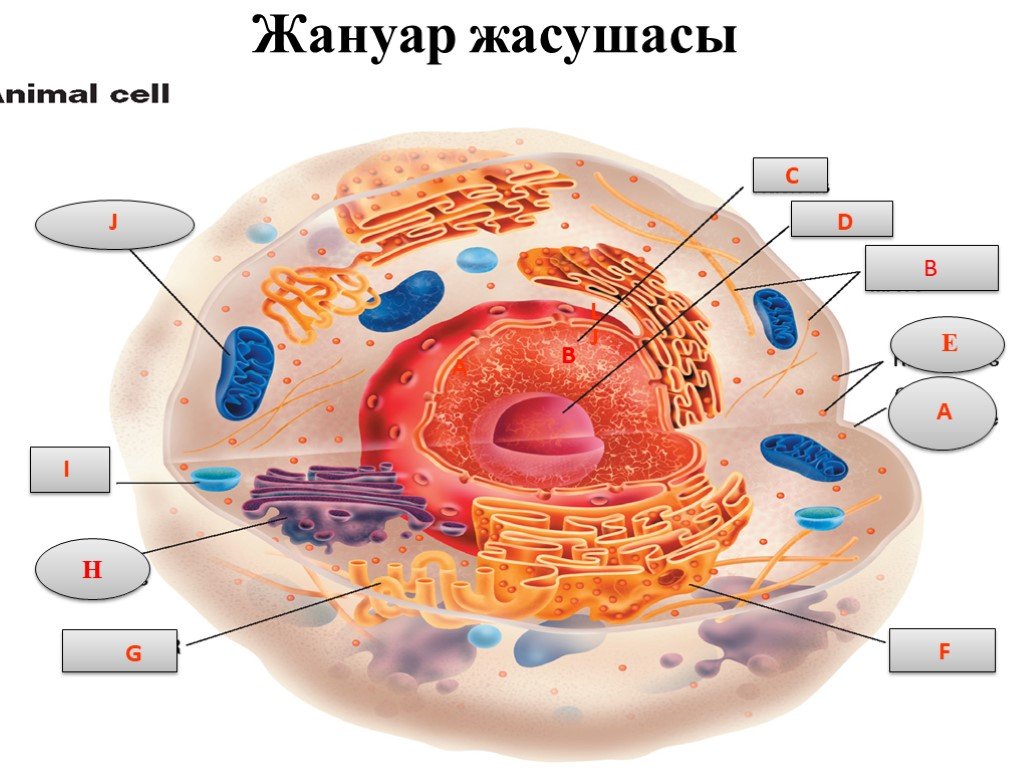 Жасушаның құрылысы фото