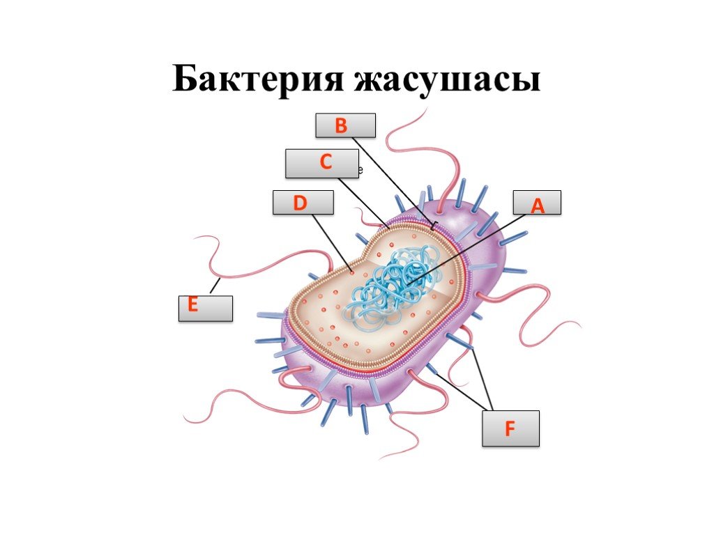 Бактерии прокариоты 5 класс. Бактерии прокариоты. Бактерия жасушасы. Прокариоты микробиология. Строение бактерии.